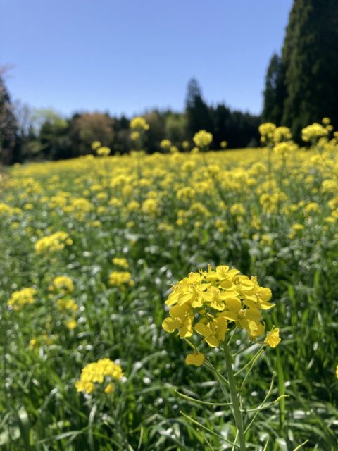 土場に行くまでの道
