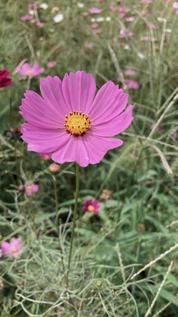すっかり秋です🍁